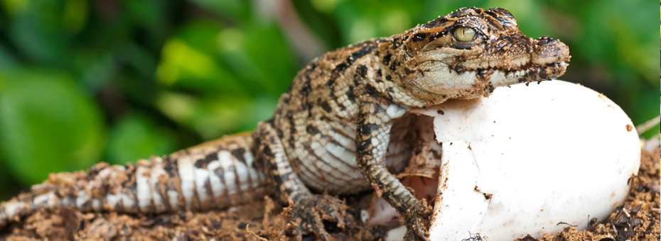 The Hunt for Alligator Eggs